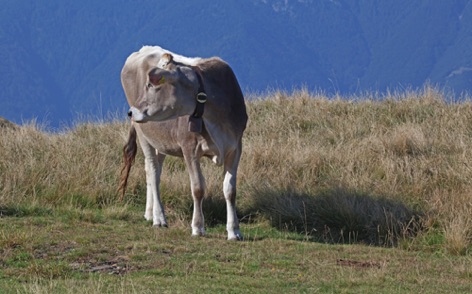Mucca